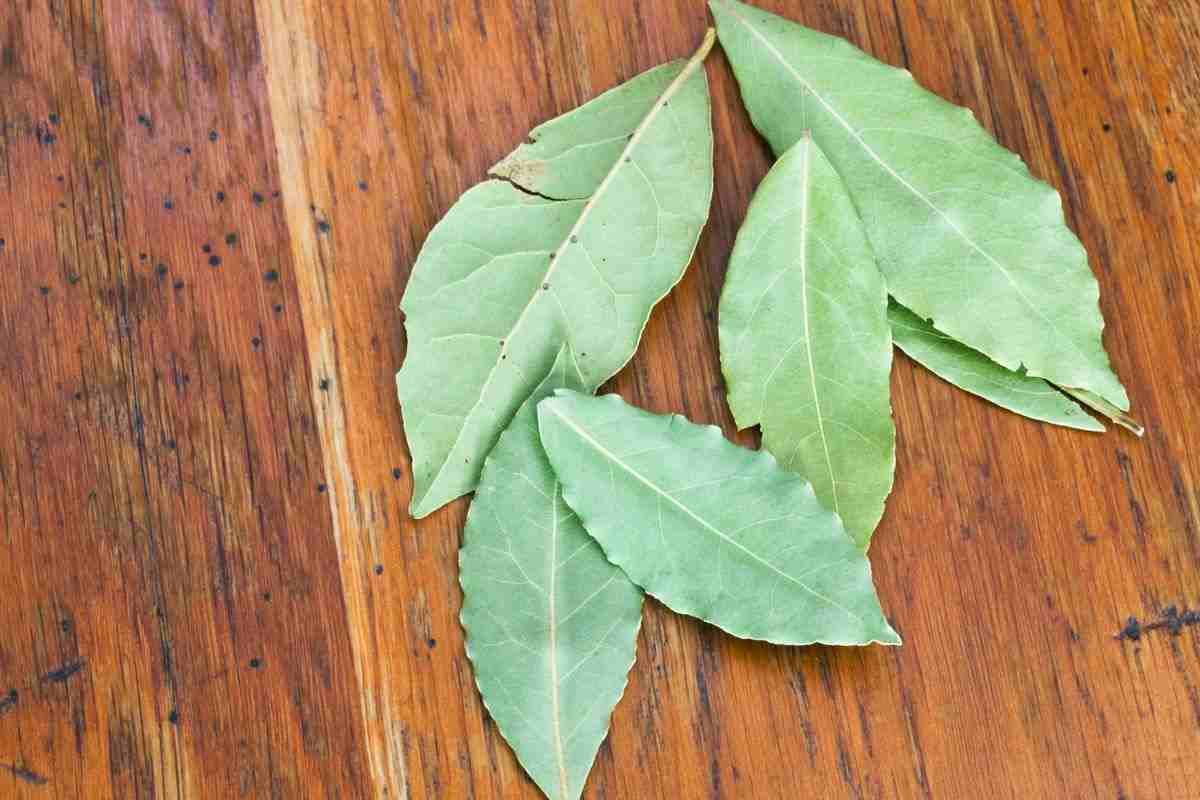 alloro in camera da letto, ti sorprenderà